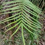 Pteris vittata ഇല