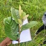 Annona senegalensis Lehti