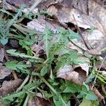 Taraxacum palustre Leaf