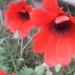 Anemone pavoniana Floare