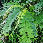 Robinia pseudoacacia برگ