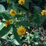 Melampodium divaricatum Flower