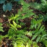 Dryopteris erythrosora Habit