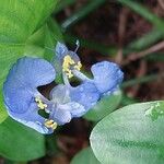 Commelina benghalensis Blüte
