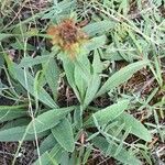 Inula montana Leaf