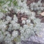 Cotula hispida Hoja