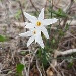 Narcissus serotinus Blomma