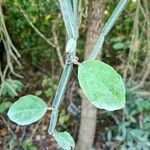 Cissus quadrangularisLeaf