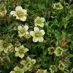 Saxifraga exarata Flor