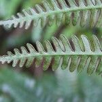 Pteris linearis Other