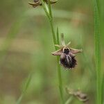 Ophrys ferrum-equinum Квітка