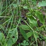 Solanum scabrum Плод