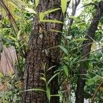 Salix pedicellata Bark