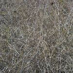 Salix sericea Облик