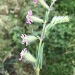 Silene bellidifolia Лист