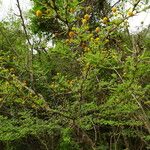 Vachellia tortuosa Tervik taim