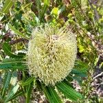 Banksia aemula Kwiat