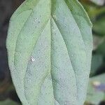Prunella vulgaris Yaprak