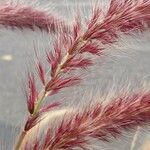 Pennisetum setaceum Fruit