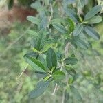 Aloysia gratissima Leaf