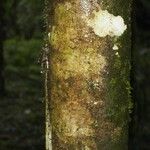 Casearia arborea Corteza