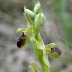 Ophrys virescens Mosusu