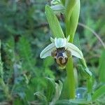 Ophrys umbilicata Blomma