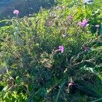 Dianthus rupicola Staniste