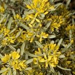 Cneorum pulverulentum Other