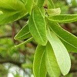 Salix integra Leaf