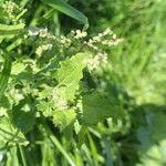 Chenopodiastrum murale Leaf