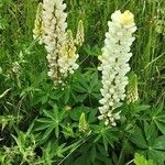 Lupinus albus Συνήθη χαρακτηριστικά