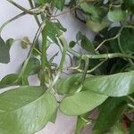 Epipremnum aureum पत्ता