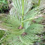 Veratrum californicum Foglia