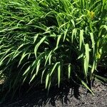 Hemerocallis lilioasphodelus Folla