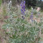 Lupinus sericeus Çiçek