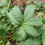 Potentilla gracilis Leaf