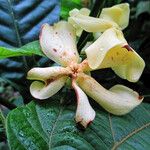 Voacanga africana Blomma