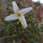 Eulobus californicus Flower