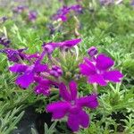 Glandularia tenera Flower