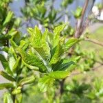 Crataegus germanicaFolla