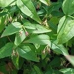 Jasminum beesianum Blad