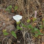 Calystegia macrostegia Tervik taim