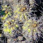 Eriosyce crispa Hoja