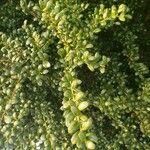 Ilex crenata 葉