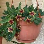 Huernia zebrina പുഷ്പം