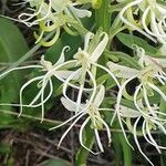 Habenaria helicoplectrum 花