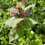 Lamium hybridum Folha