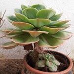 Echeveria secunda Celota