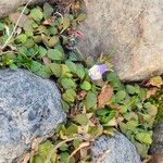 Mazus pumilus Flower